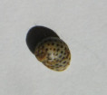 /products/littorina-mespillum-muhlfeld-1824/